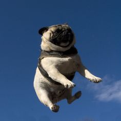 a pug dog is jumping in the air