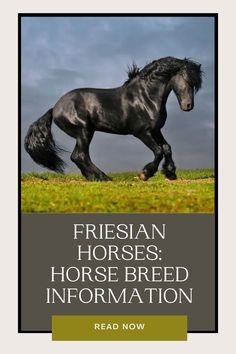 a black horse running across a field with the words friesian horses horse breed information read now