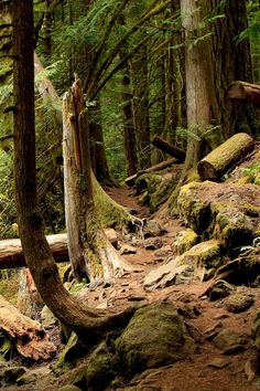 a trail in the woods with mossy rocks and trees on both sides that have fallen down