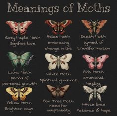 the meaning and meanings of moths