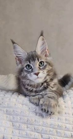 a small kitten laying on top of a white blanket next to a wall and looking at the camera