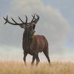 a large elk standing on top of a dry grass covered field with its mouth open