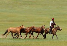 a man riding on the back of a brown horse next to other horses in a field