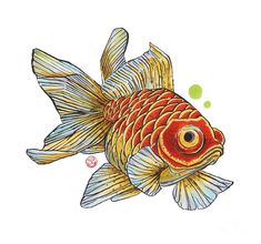 a drawing of a goldfish on a white background