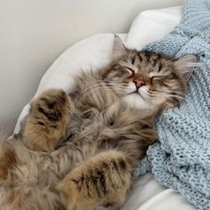 a cat laying on its back next to a blanket