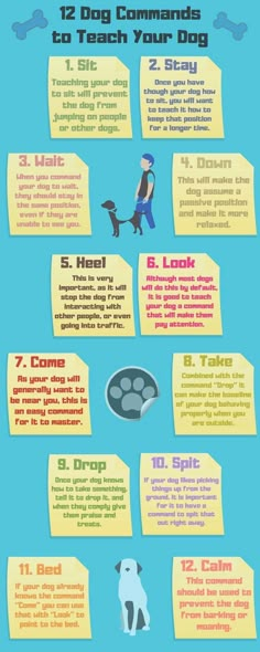 an info poster showing how to teach your dog