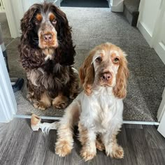 two brown and white dogs sitting next to each other on a door mat in front of a doorway