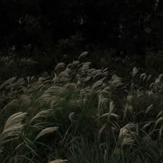 the tall grass is blowing in the wind at night, with trees in the background