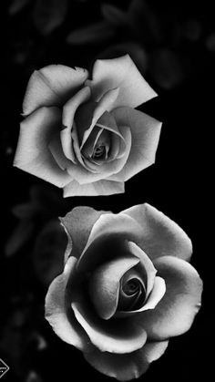 two black and white roses on a dark background