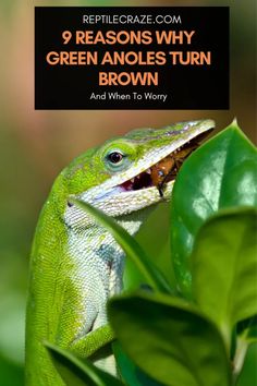 a green anolea lizard with its mouth open sitting on top of a leaf