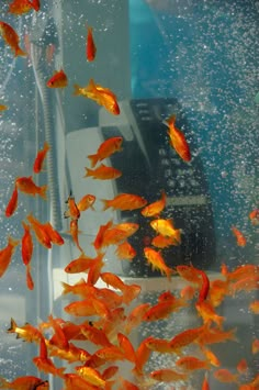 many goldfish swimming in an aquarium next to a cell phone and telephone receiver with water droplets on it