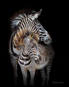 two zebras standing next to each other on a black background with their heads together