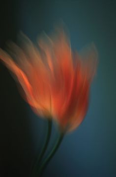 a blurry photo of an orange flower on a blue background