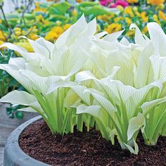 some white flowers are growing in the dirt