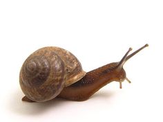 a snail is sitting on top of another snail