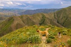 two dogs on a trail in the mountains