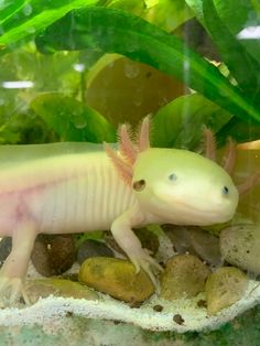 a yellow and pink gecko is sitting on some rocks in front of green plants