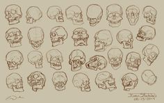 a bunch of different types of skulls drawn in pencil on white paper with brown background