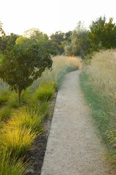 the path is lined with tall grass and trees