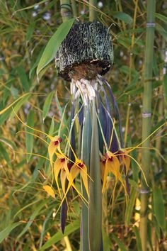 an image of a flower that is blooming in the wild