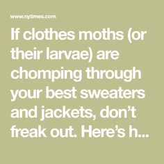 If clothes moths (or their larvae) are chomping through your best sweaters and jackets, don’t freak out. Here’s how to get rid of them. Get Rid Of Clothes, Pantry Moths, Best Sweaters, Cedar Oil, Insect Collection, Fashion Institute, Cool Sweaters, Moth, Alpaca