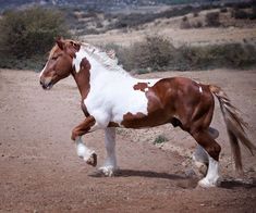 a brown and white horse running across a dirt field