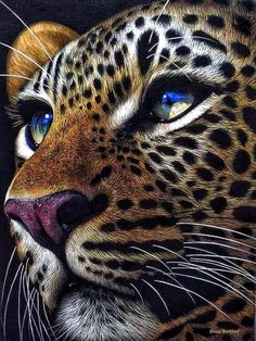 a close up of a leopard's face with blue eyes