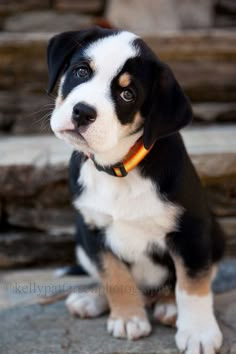 a black and white puppy sitting on top of a stone floor