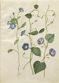 blue flowers and green leaves on a white paper background, with roots in the foreground