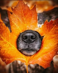 a dog's face is peeking out from behind a large, orange maple leaf