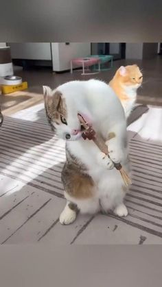 two cats are playing with each other on the floor and one cat is holding a key