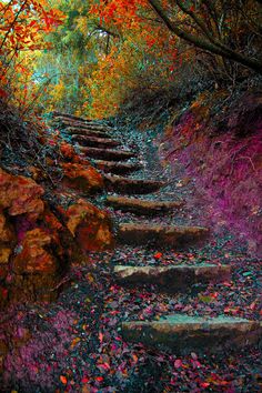 the steps are covered in colorful leaves