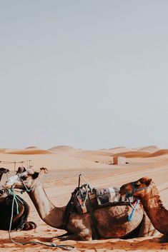 two camels are sitting in the desert