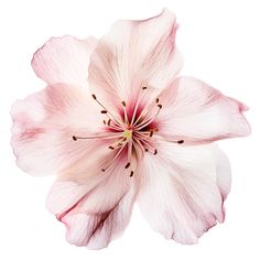 a pink flower is shown on a white background