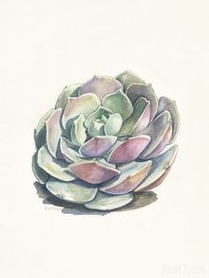 a watercolor painting of a succulent flower