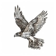 Hawk Vector Tattoo Designs Redtailed Hawk Tattoo, Hawk Tattoo Stencil, Hawk Neck Tattoo, Cooper Hawk Tattoo, Hawk Head Tattoo, Red Shouldered Hawk Tattoo, Hawk Back Tattoo, Hawk Tattoo Men, Hawk Tattoo Design