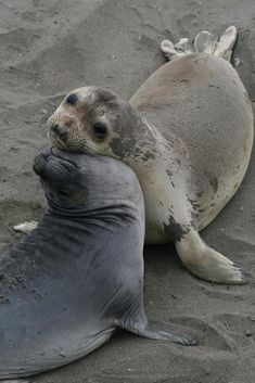 a seal laying on the sand next to another seal