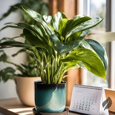 a green plant sitting on top of a table next to a calendar and potted plant