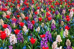 a field full of colorful flowers and grass with red, white, and purple flowers