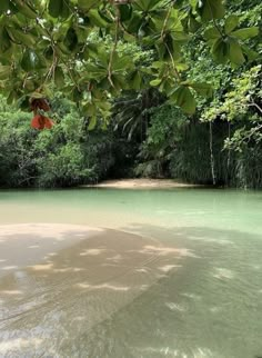 the water is green and clear with trees in the backgroung, as well as sand on the ground