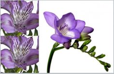 purple flowers are shown in three different pictures