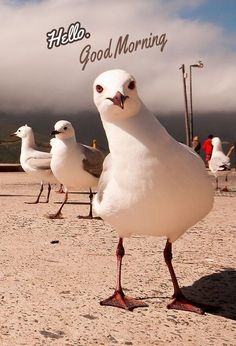 three seagulls are standing on the beach and one is looking at the camera