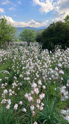 a field full of white flowers under a blue sky