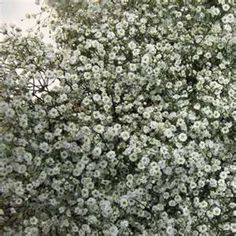 white flowers are blooming on the tree outside