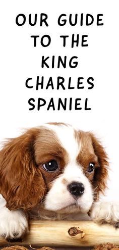 a brown and white dog laying down on top of a wooden board with the words our guide to the king charles spaniel