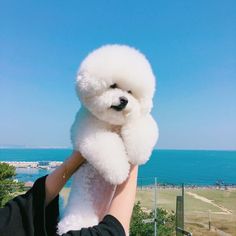 a person holding a white poodle up to the camera with blue skies in the background