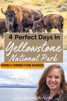 a woman standing in front of buffalos with the text 4 perfect days in yellowstone national park from a former park ranger