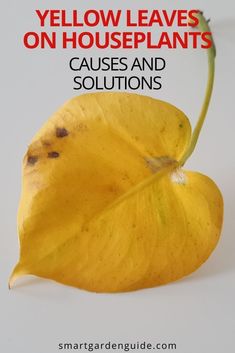 yellow leaves on houseplants cause and solutions