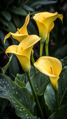 three yellow flowers with green leaves in the background