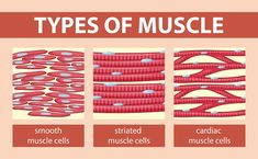 different types of muscle cells are shown in this diagram, which shows the structure and function of